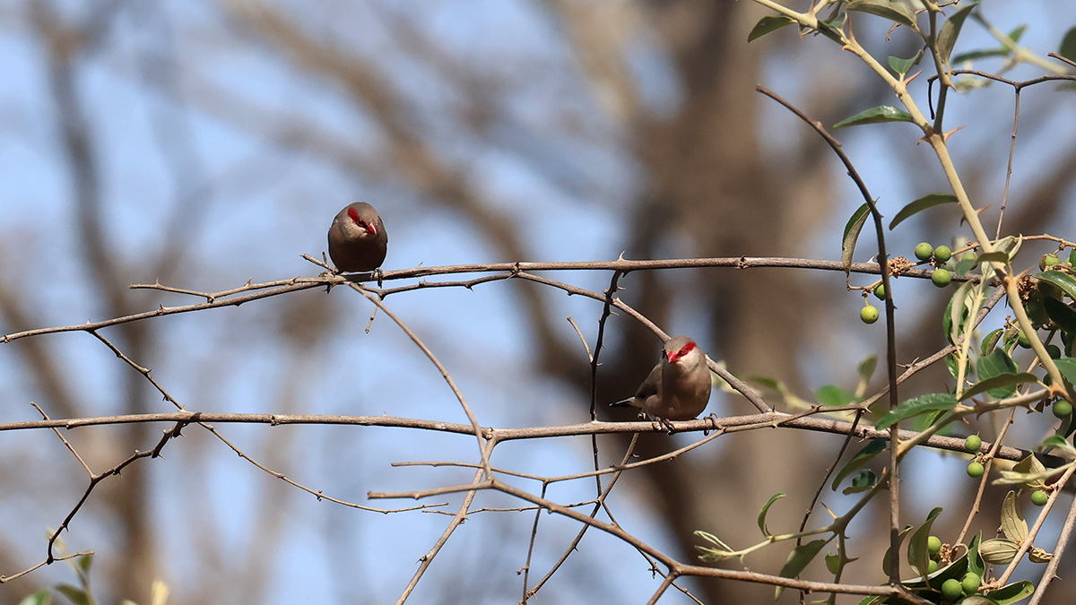 Back-rumped Waxbill